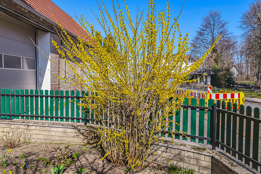 Unsere Forsytie im Vorgarten beginnt zu blühen - Foto JoSt   2026